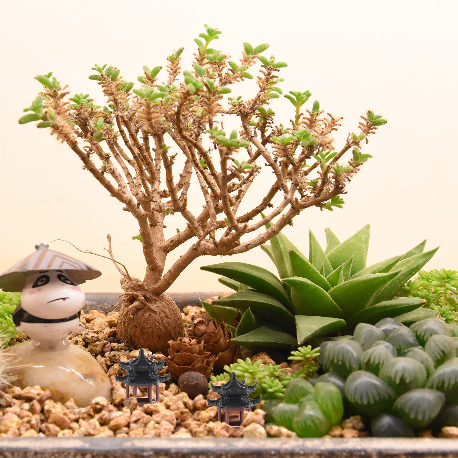 Exquisite Mini Hexagon Pavilio - đánh giá và giá Bonsai Garden Set Up